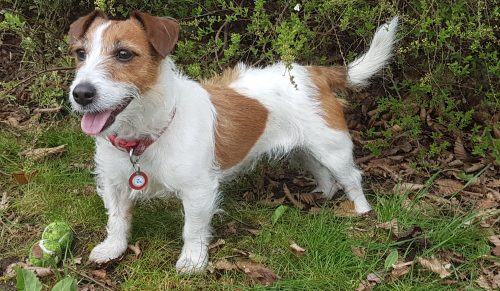 pictures of a jack russell dog