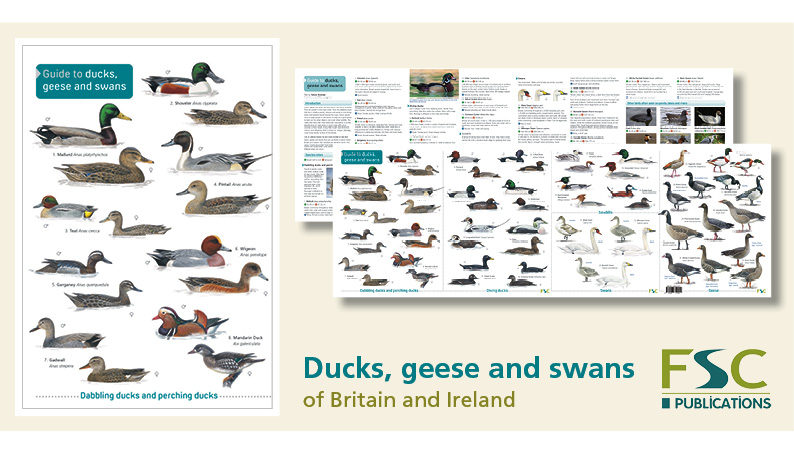 An image of the front cover and insides of the Ducks, geese and swans fold-out chart. 